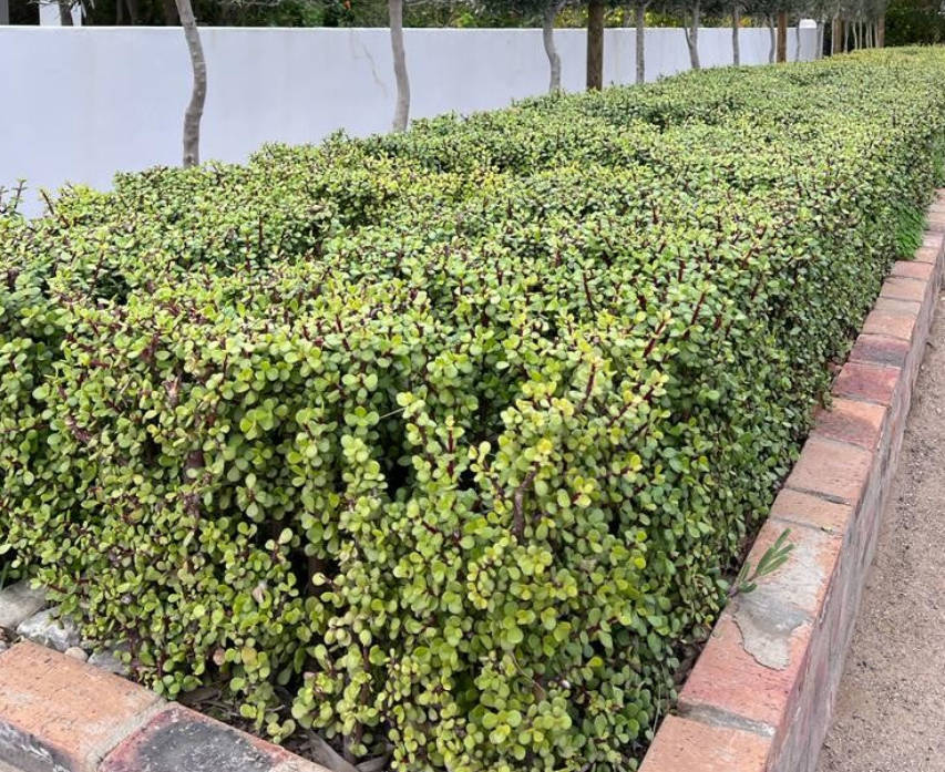 Spekboom / Elephant Bush / Dwarf Jade -  Portulacaria Afra  -    4 X 10cm Cuttings
