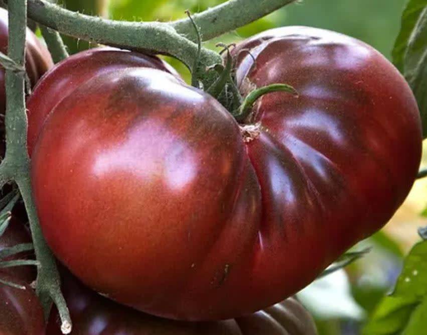 AMAZON CHOCOLATE  TOMATO    -  10  Seeds