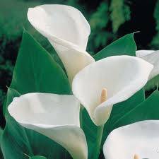 White Arum Lily Seeds