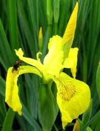 Yellow Iris Flower seeds