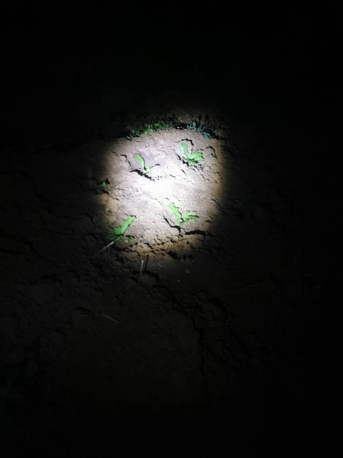 Torch zoom