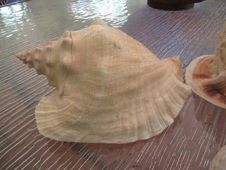 Set of 3 Large  Shells