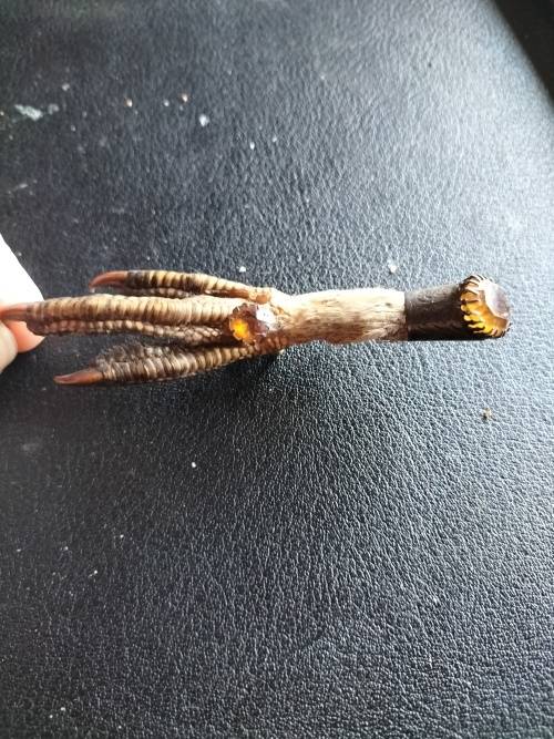 Antique Scottish Grouse Claw Brooch with Citrines and silver trimmings.