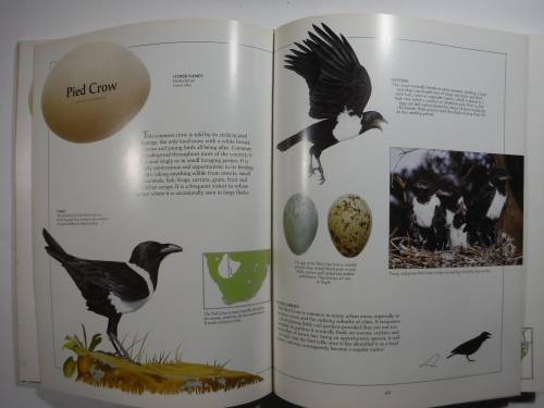 Newman`s Garden Birds - Hardcover - Kenneth Newman - 1992