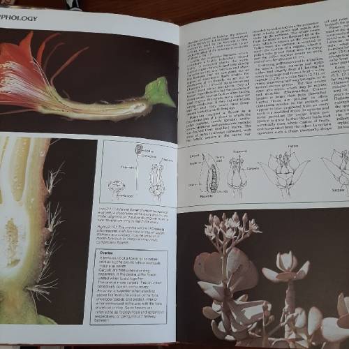 The Illustrated Encyclopedia of Succulents / Cacti - Gordon Rowley