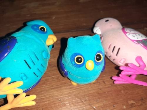Little Live Pets - Owl & bird