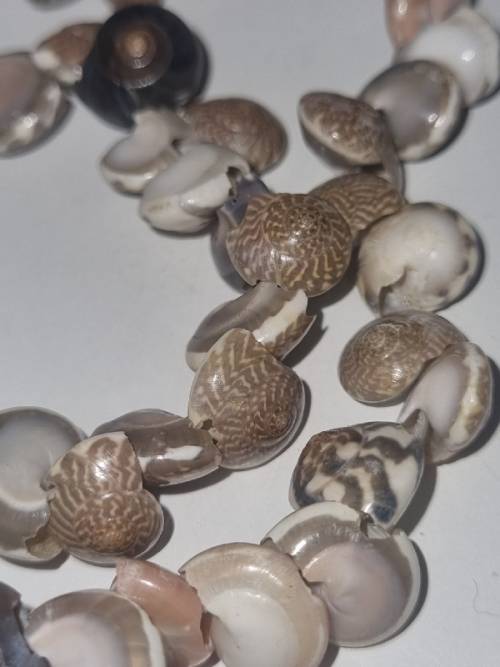 String of small sea shells - See pictures