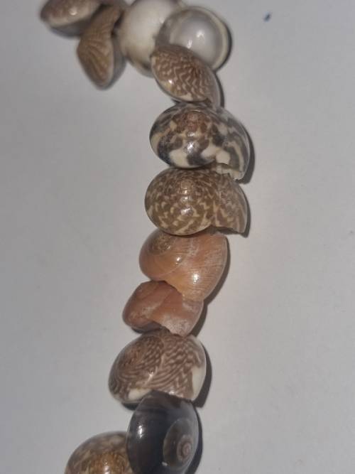 String of small sea shells - See pictures