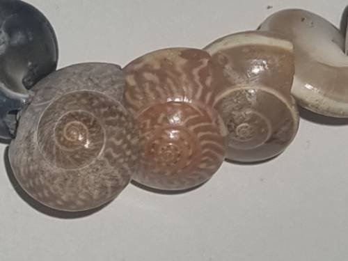 String of small sea shells - See pictures