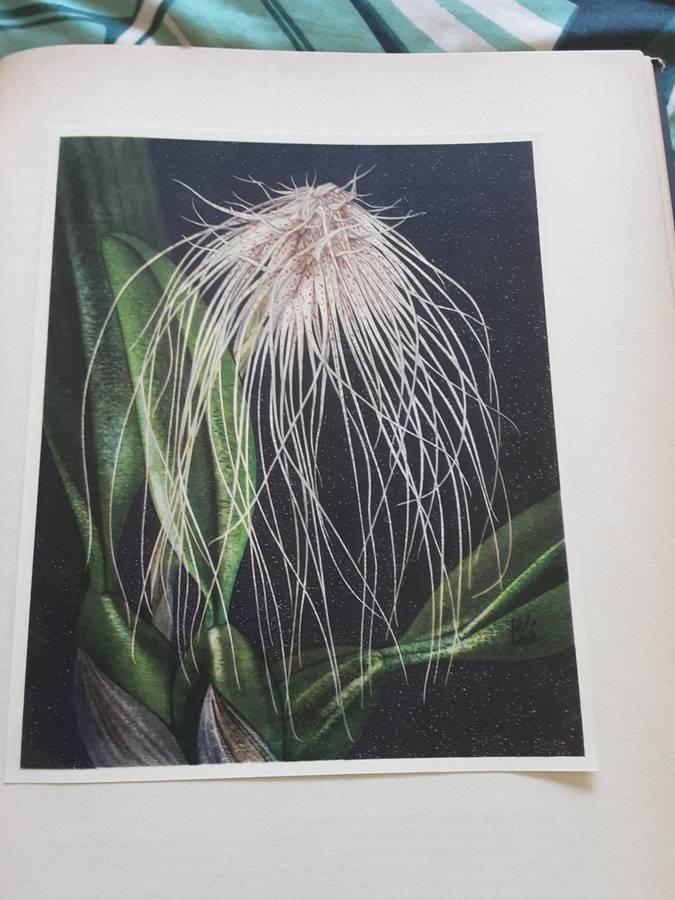 Orchideen by Kupper and Linsenmaier **text in Swiss**