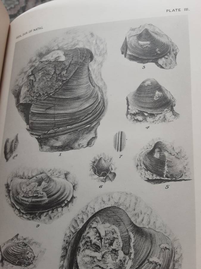 Third & Final Report of the Geological Survey of Natal and Zululand by W Anderson 1907
