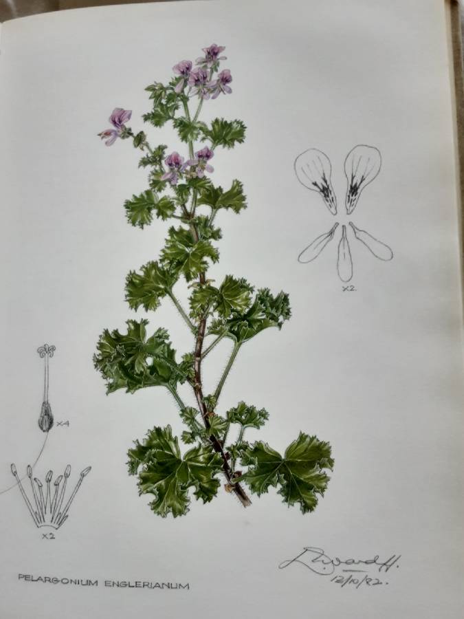Pelargoniums of Southern Africa Volume 3 by J Van Der Walt & P J Vorster