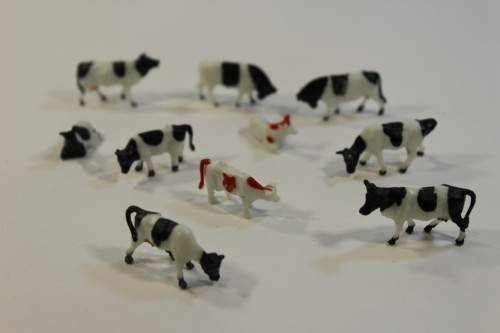 10 x Cows (HO)
