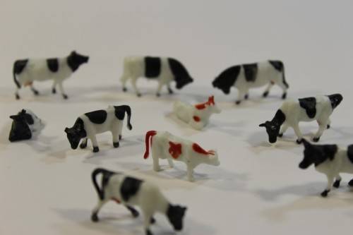 10 x Cows (HO)