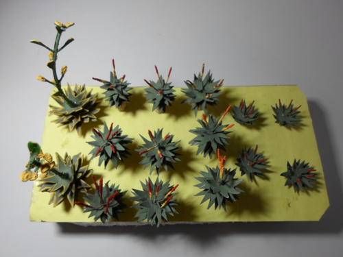 South African Indigneous Plants (HO)