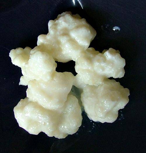 Kefir grains