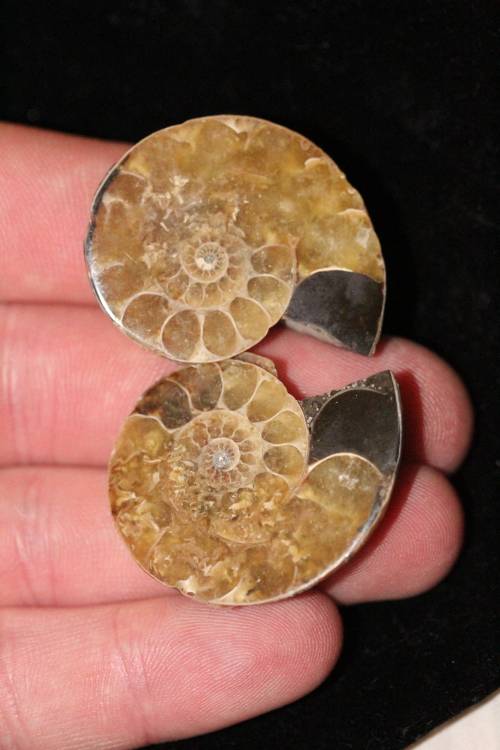 Polished Ammonite Halves