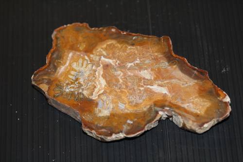 Fossil Wood Slice