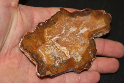 Fossil Wood Slice