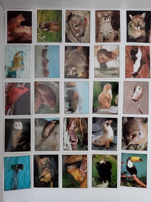 Vintage Panini Animals of the World Stickers Lot