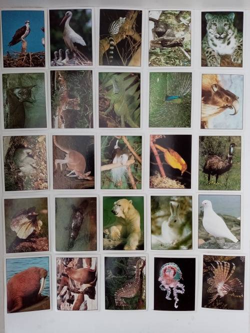 Vintage Panini Animals of the World Stickers Lot