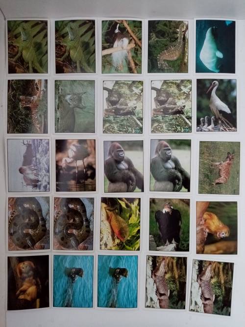 Vintage Panini Animals of the World Stickers Lot