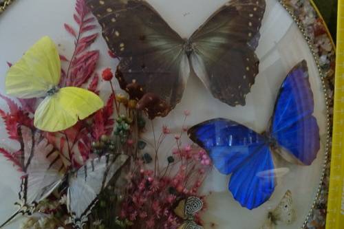 Stunning Butterfly Plaque made in Brazil  35 cm wide
