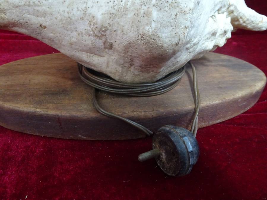 Stunning Large Spider Conch Sea Shell Light (Plug Broken) - See My Description