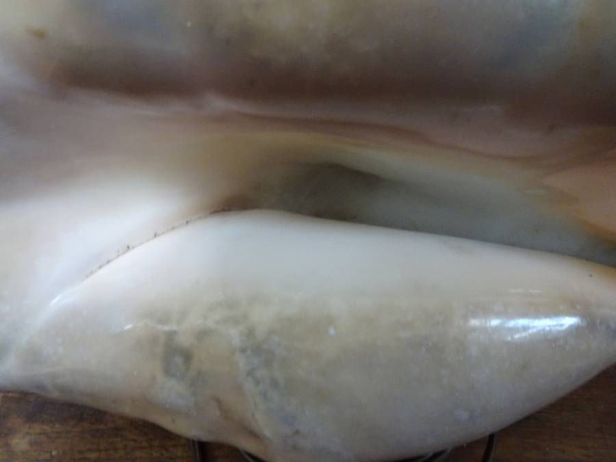 Stunning Large Spider Conch Sea Shell Light (Plug Broken) - See My Description