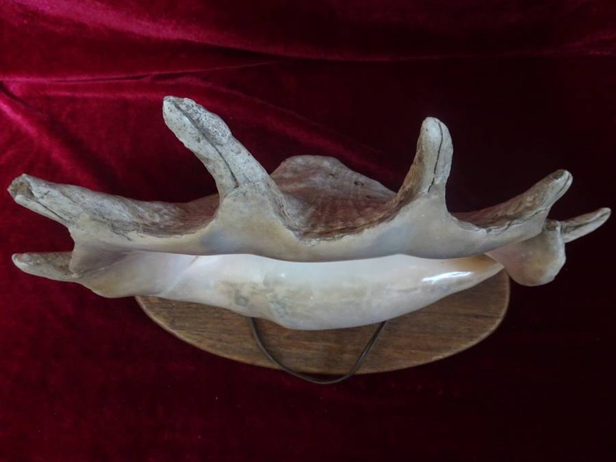 Stunning Large Spider Conch Sea Shell Light (Plug Broken) - See My Description