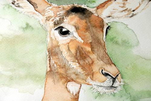 Original Painting by Lorna Pauls - Impala (297 x 420 mm or 11.7 x 16.5 in)