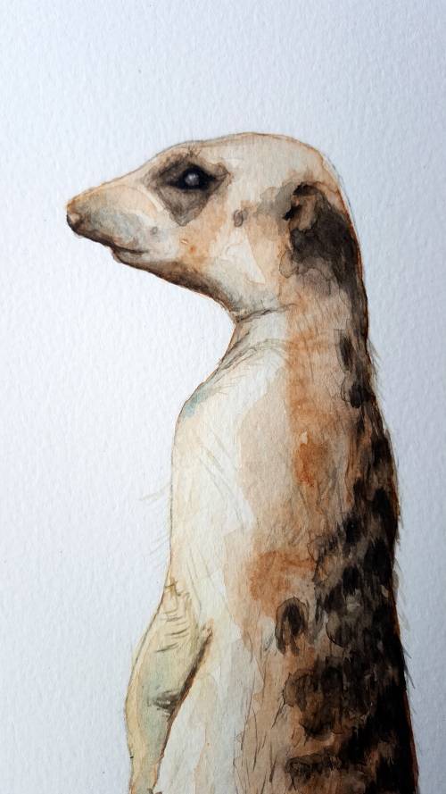 Original Painting by Lorna Pauls - Meerkat (554 x 378 mm or 21.8 x 14.8")
