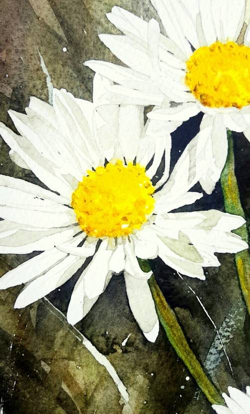 Original Painting by Lorna Pauls - Daisies 1 (37 x 28 cm or 14.5 x 11")