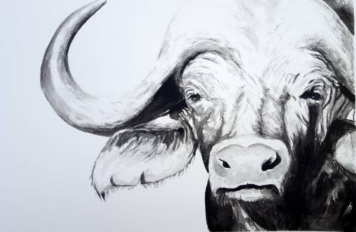 Original Painting by Lorna Pauls - Buffallo Black&White 2 (55cm x 37.5cm)