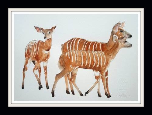 Original Painting by Lorna Pauls - Nyala 1 (27cm x 37.5cm)