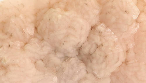 Manganocalcite Cluster, N`Chwaning II, Northern Cape, South Africa