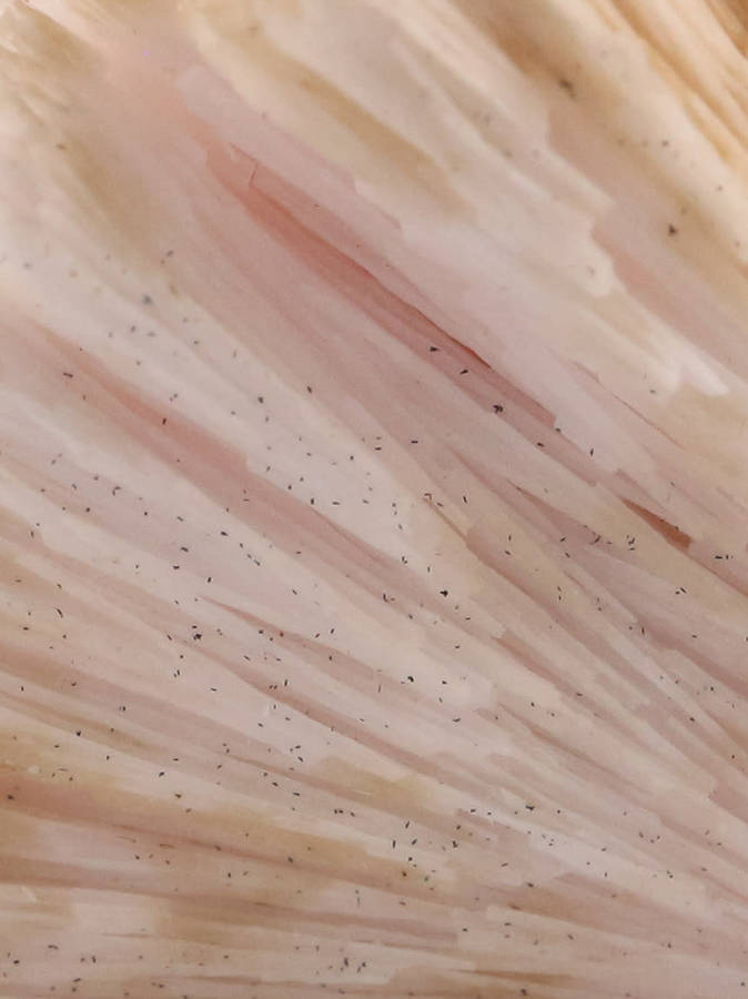Kutnohorite, N`Chwaning II, Northern Cape, South Africa