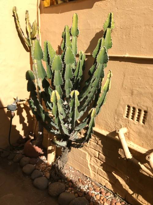 EUPHORBIA COOPERI LARGE SPECIMEN