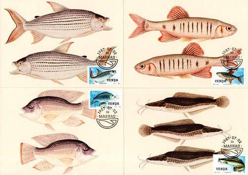Venda - 1987 Freshwater Fish Maxi Card Set