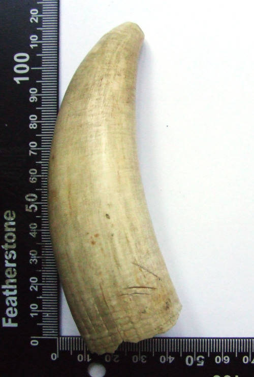 Whale Tooth