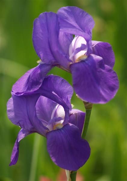 Iris Plants: FLORENTINA BLUE  - Elegant, violet blue flowers *(Potpouri qualities!)*