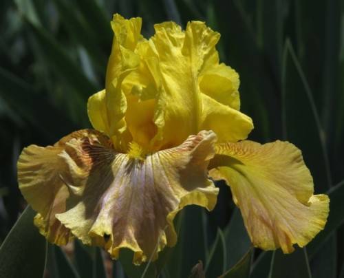 Iris Plants: CREME BRULEE (Golden yellow standards on copper falls)
