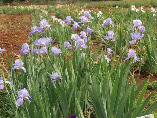 Iris Plants: NEW on bob! 'BLAU DONAU'  - Soft, powder blue flowers on tall slender stems