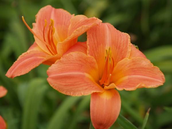 Daylily Plants:  PLANT NOW! for COLOUR IN SUMMER! Variety: 'PEACH MELBA'