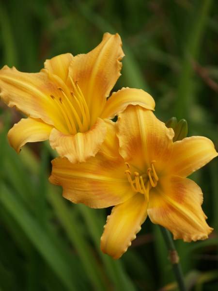 Daylily Plants: PLANT NOW!  for COLOUR in SUMMER! Variety:  'BRIDAL CORSAGE'