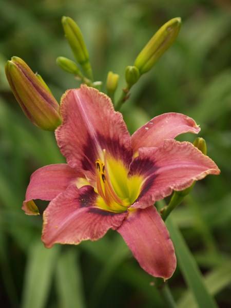 Daylily Plants: 'ASIAN PHEASANT' - Deep mauve with purple eyezone