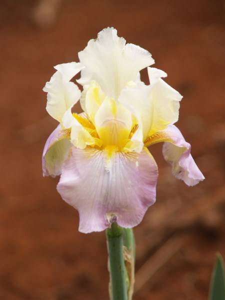 Iris Plants: Variety: 'BABY LULLABY'  - soft tones of cream and lavender