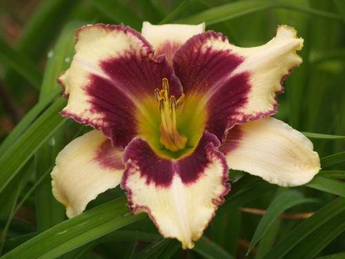 Daylily Plants:  'MPL 31' **STUNNING!** soft pink, ruffled burgundy edge & eyezone (LIMITED!)