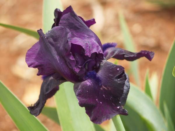 Iris Plants: **NEW on bob**! - BLACK BART - Near black, velvety flowers