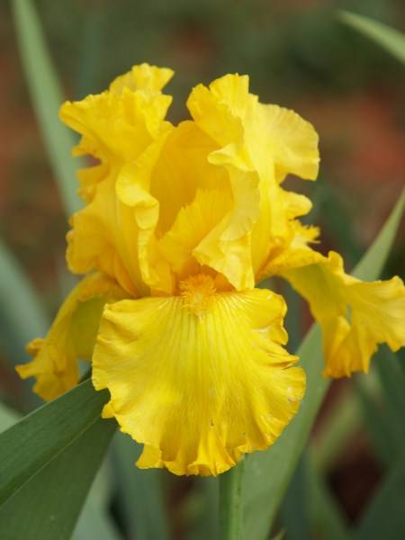 Iris Plants: 'WELL ENDOWED' - HUGE, heavily ruffled, golden yellow flowers